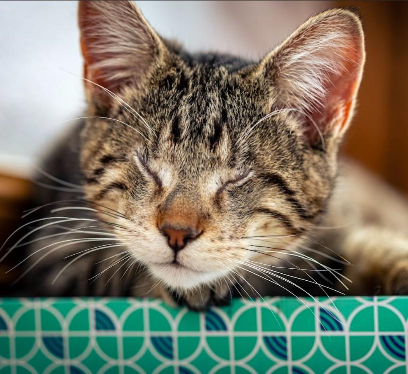 Frida Kahlo Dicke  thumbnail 5