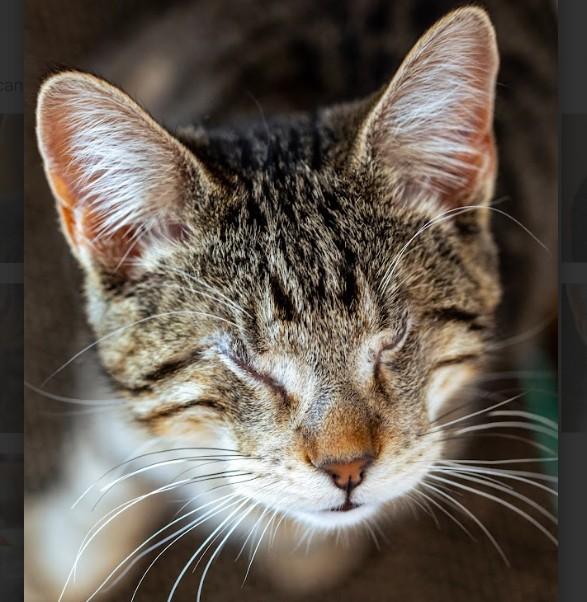 Frida Kahlo Dicke  photo 1