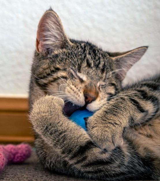 Frida Kahlo Dicke * Blind *