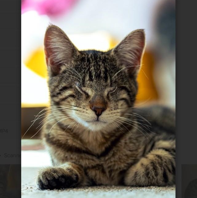 Frida Kahlo Dicke * Blind *