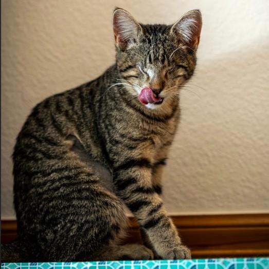 Frida Kahlo Dicke  thumbnail 4