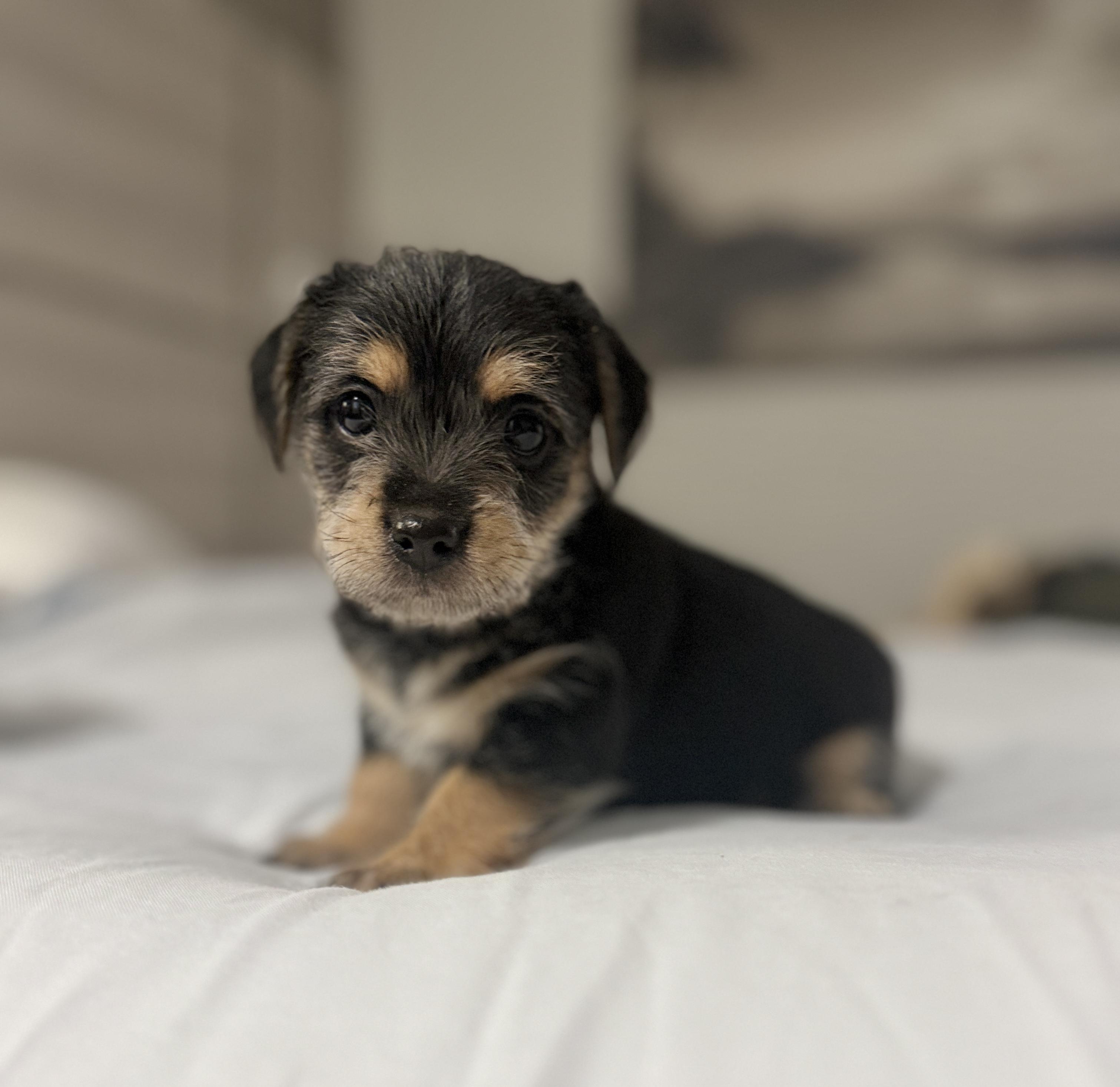 Enlarge King Julian, a ADOPTABLE mixed breed in Hales corners, WI image 2/3