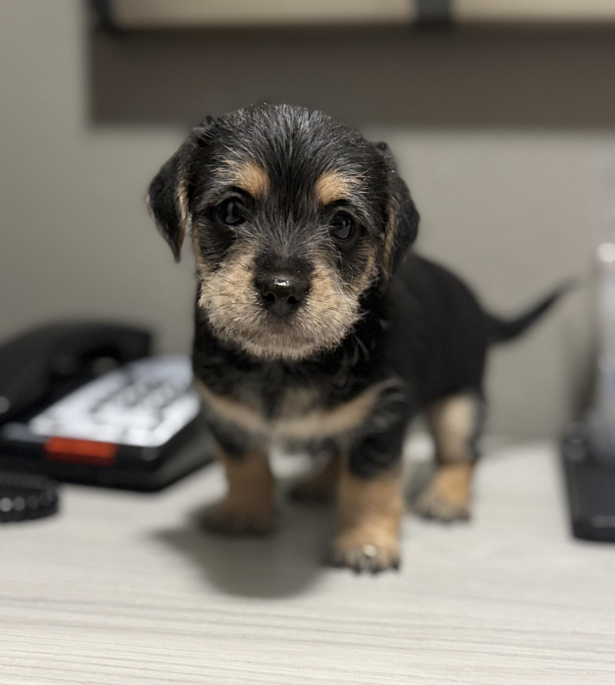 Enlarge King Julian, a ADOPTABLE mixed breed in Hales corners, WI image 3/3