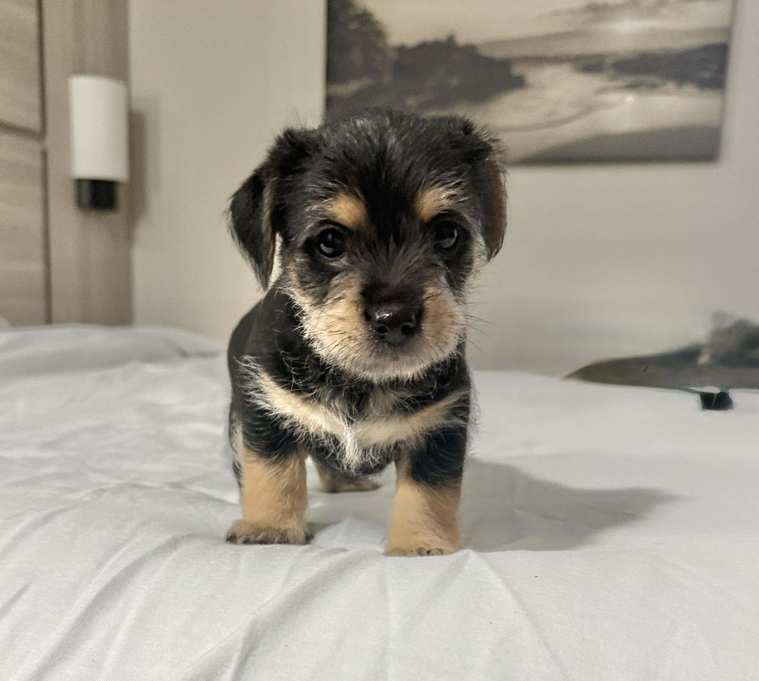 King Julian, ADOPTABLE, Puppy Male Yorkshire Terrier & Miniature Dachshund.