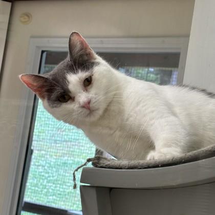 Dutchess, ADOPTABLE, Adult Female Domestic Short Hair.