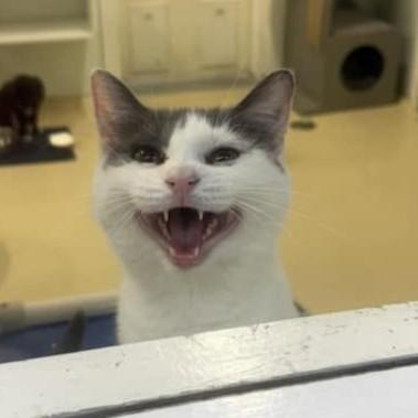 Dutchess, a ADOPTABLE Domestic Short Hair in Phoenixville, PA image 2/4