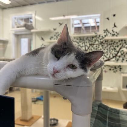 Dutchess, a ADOPTABLE Domestic Short Hair in Phoenixville, PA image 3/4