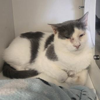 Dutchess, a ADOPTABLE Domestic Short Hair in Phoenixville, PA image 4/4