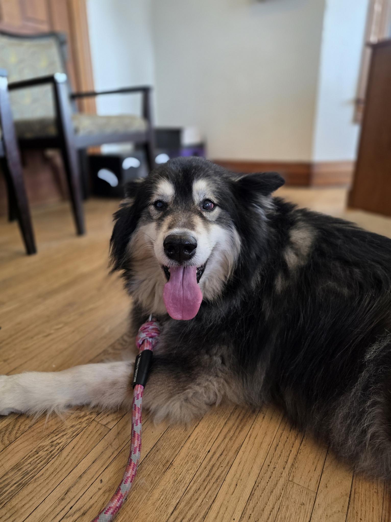 Enlarge Kaya, a ADOPTABLE mixed breed in Attica, IN image 2/2