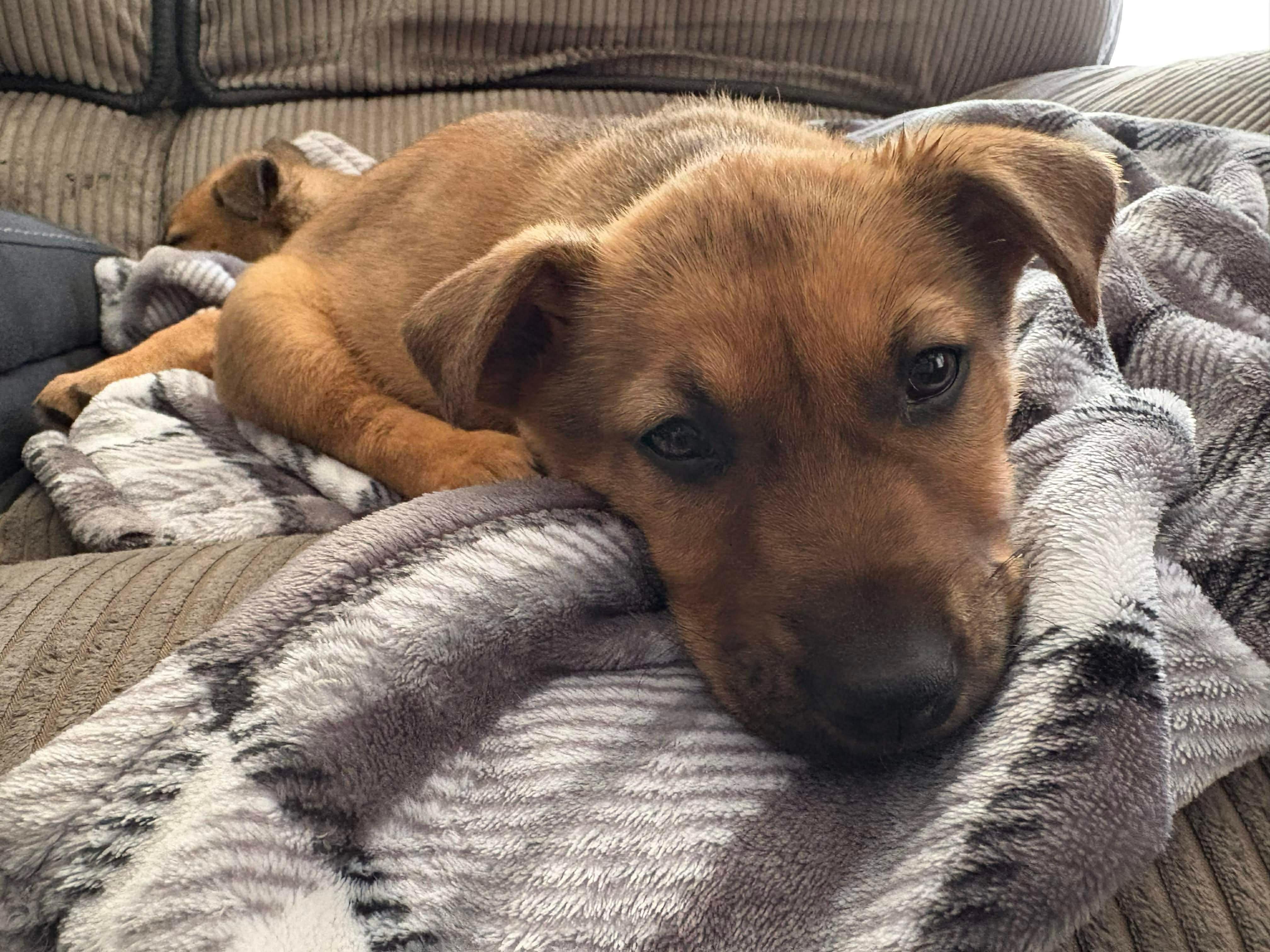 Dolly, Adoptable, Puppy Female Cardigan Welsh Corgi & German Shepherd Dog.