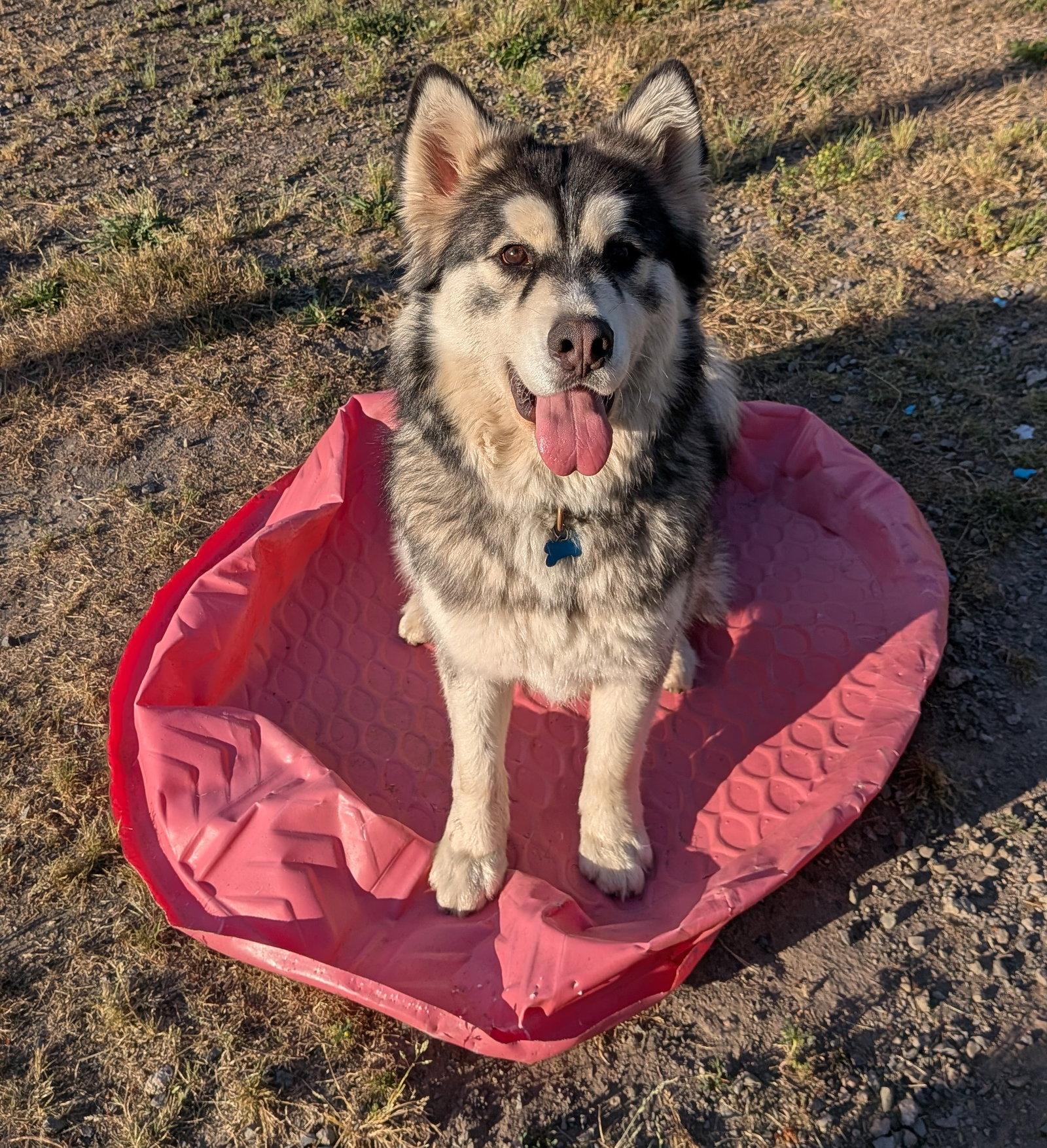 JAK, Adoptable, Young Male Alaskan Malamute.