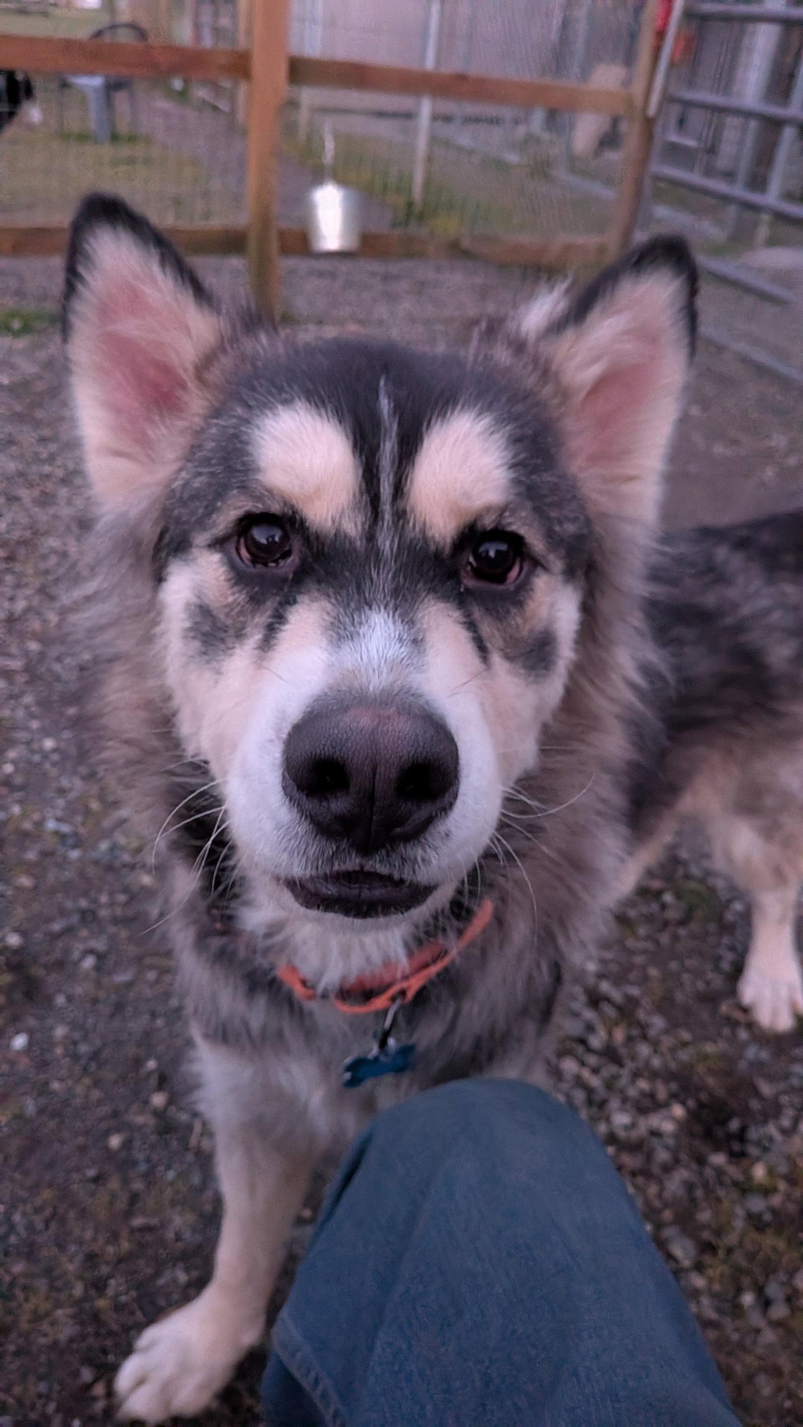 JAK, Adoptable, Young Male Alaskan Malamute.