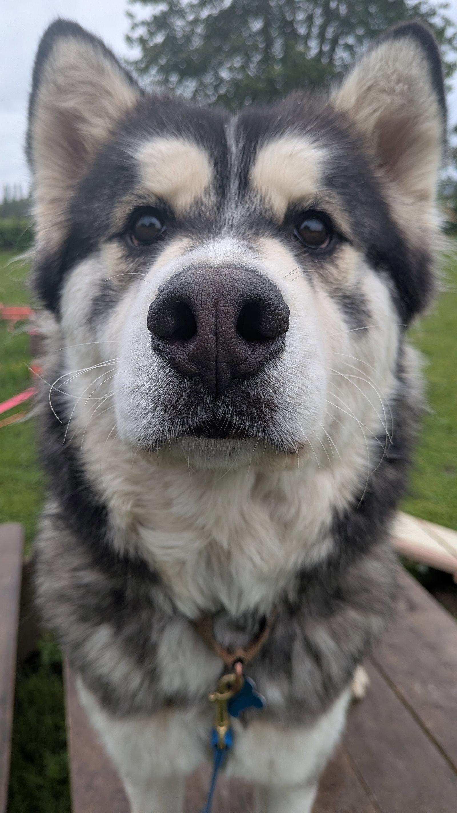JAK, a Adoptable Alaskan Malamute in Seattle, WA image 2/3