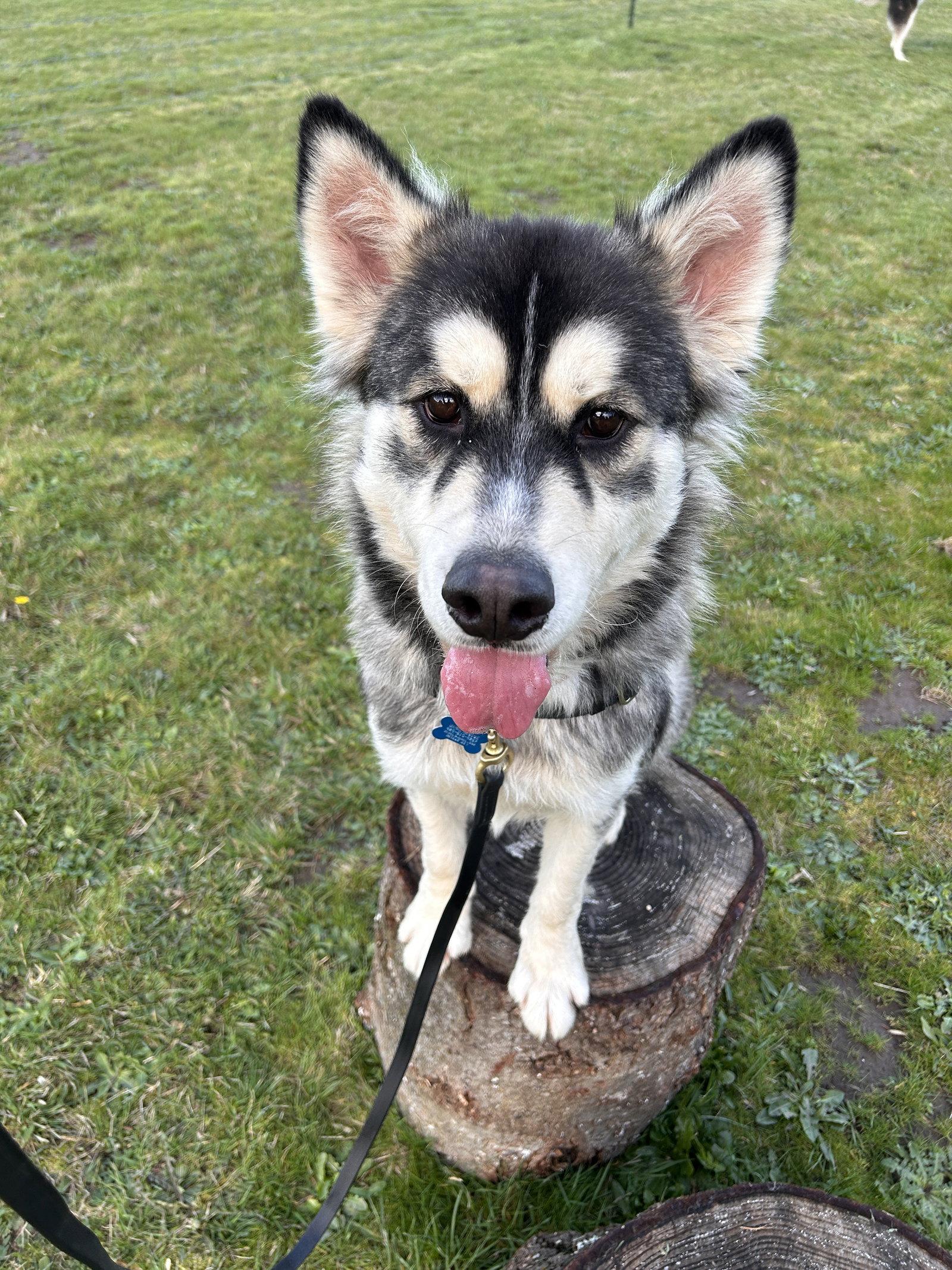 Enlarge JAK, a Adoptable Alaskan Malamute in Seattle, WA image 2/3
