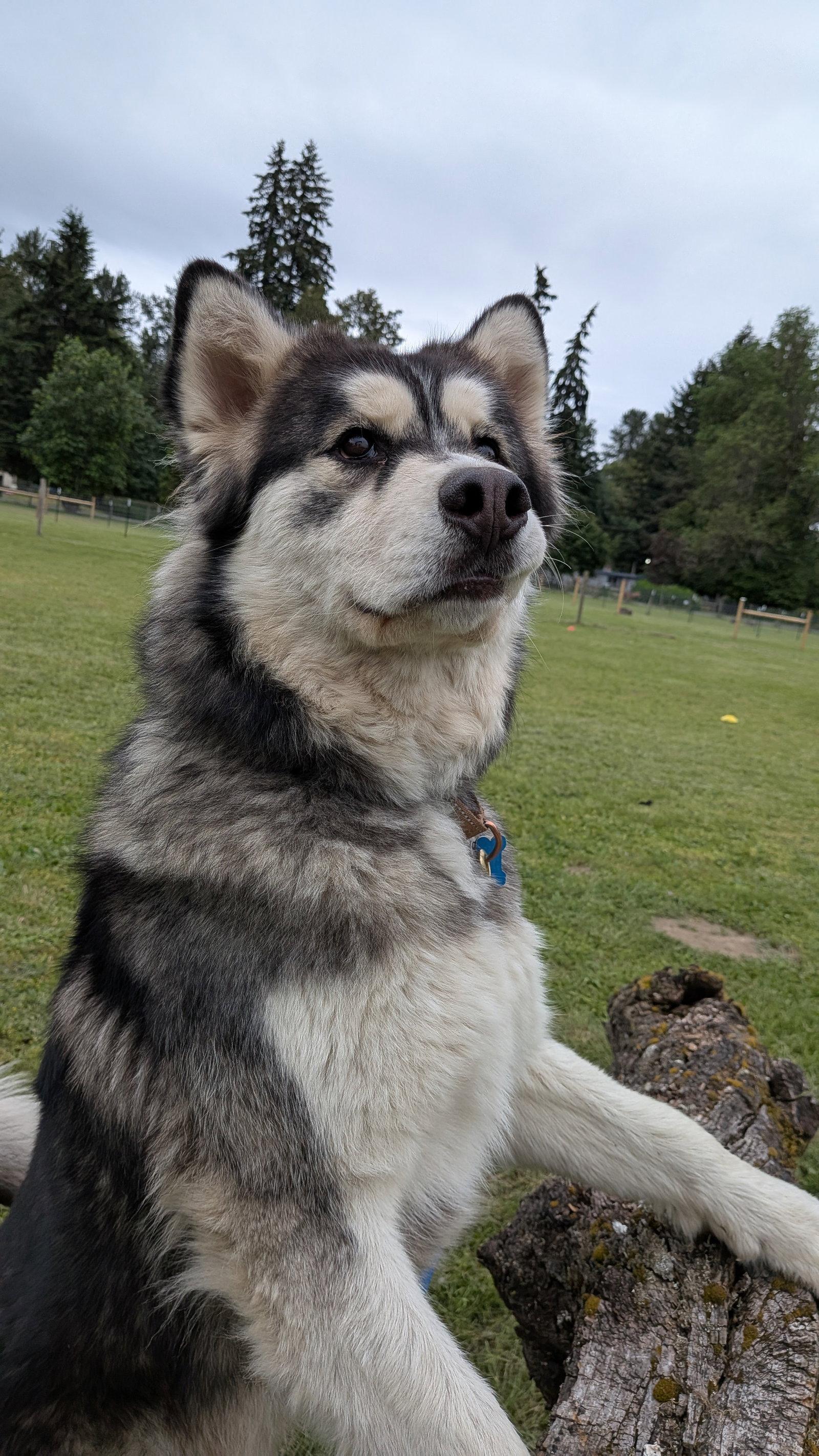 JAK, a Adoptable Alaskan Malamute in Seattle, WA image 3/3