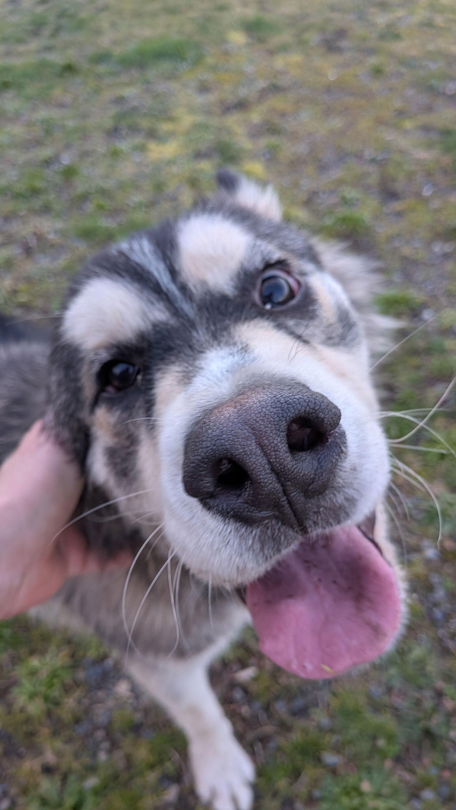 JAK, a Adoptable Alaskan Malamute in Seattle, WA image 2/3