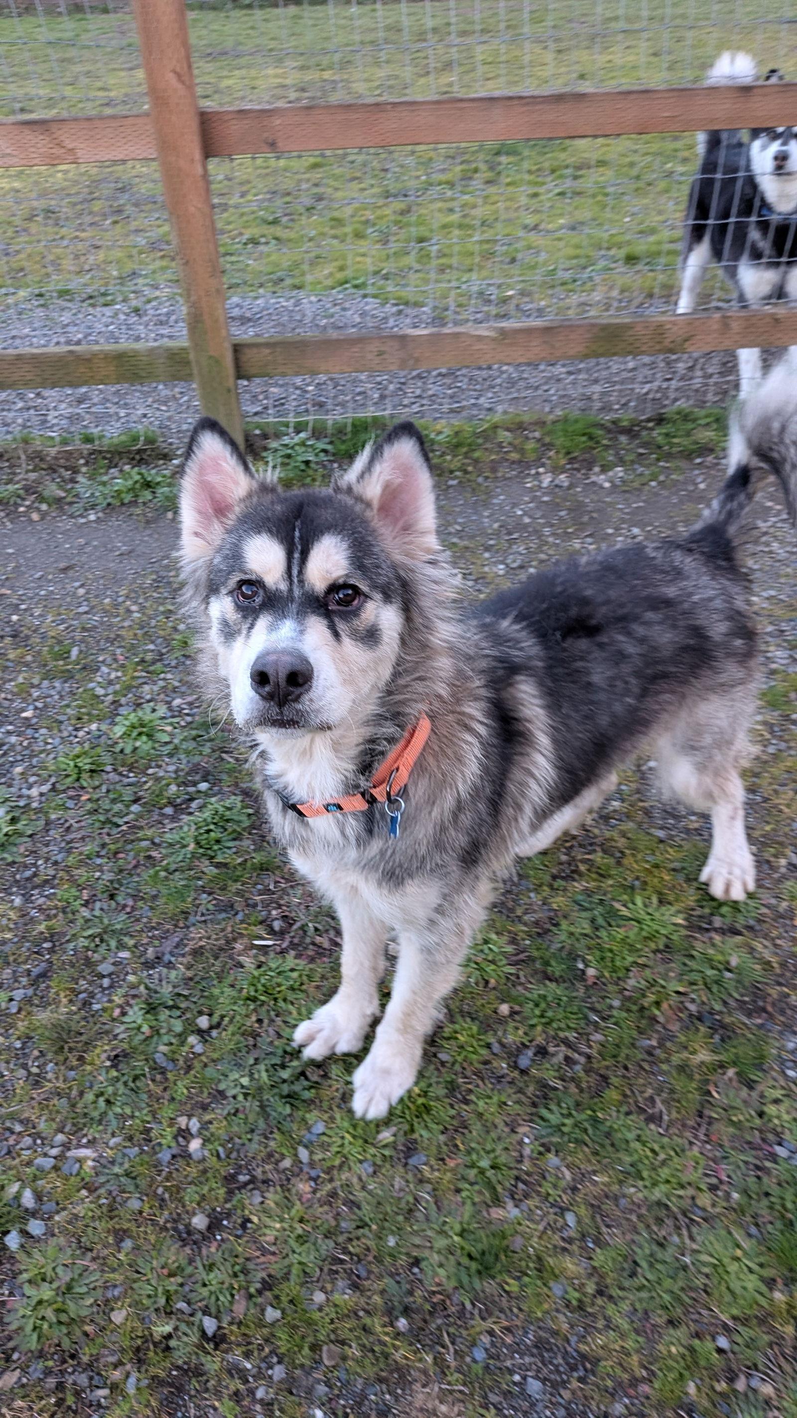 JAK, a Adoptable Alaskan Malamute in Seattle, WA image 3/3