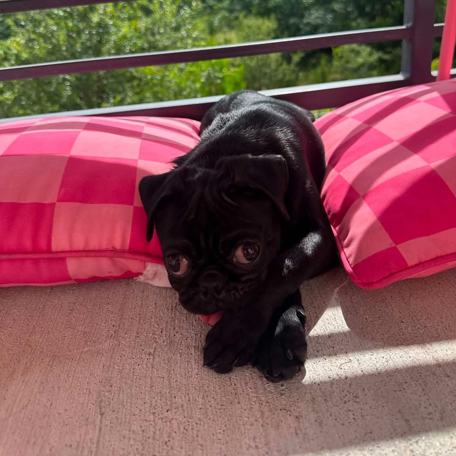 Palmer, a ADOPTABLE Pug in Floresville, TX image 4/4