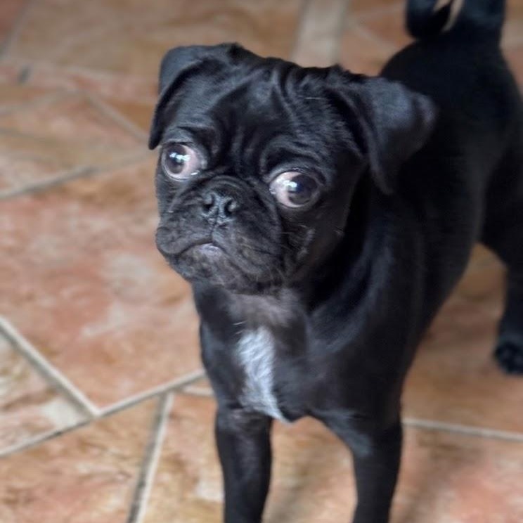 Palmer, a ADOPTABLE Pug in Floresville, TX image 3/4