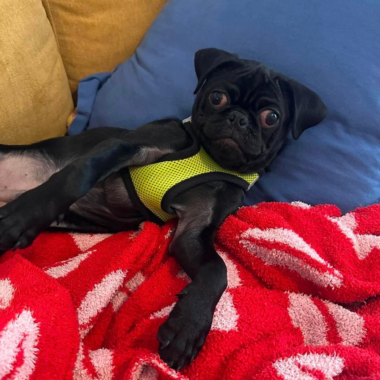 Palmer, ADOPTABLE, Puppy Male Pug.