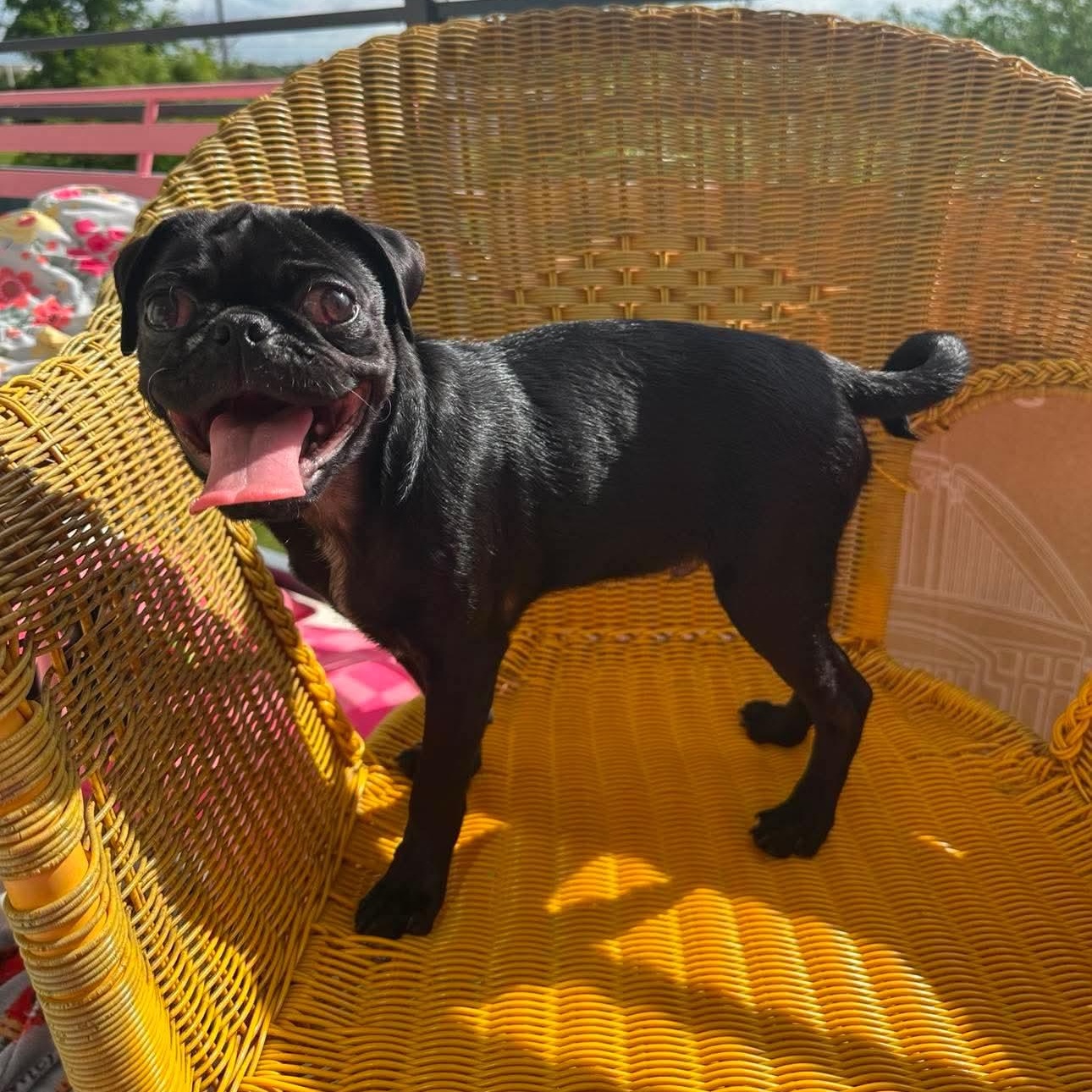 Palmer, a ADOPTABLE Pug in Floresville, TX image 2/4