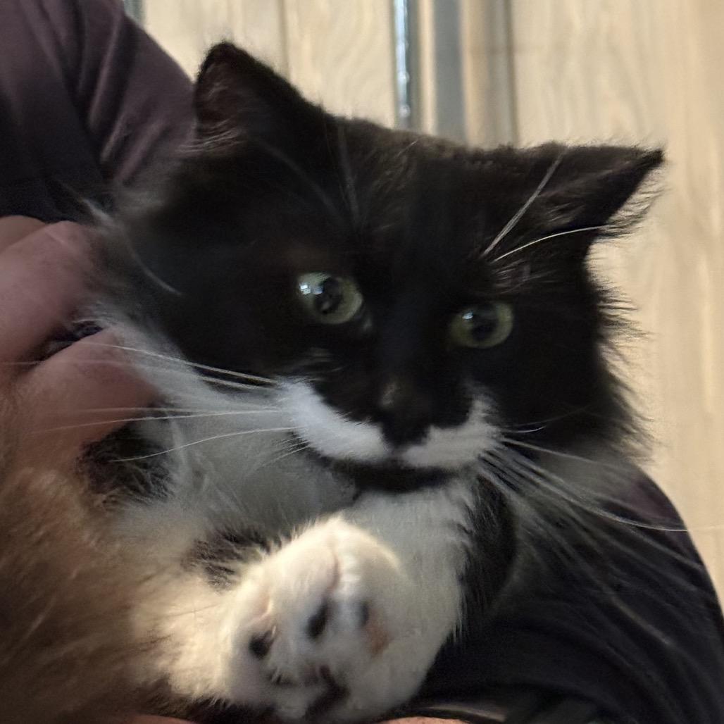 Winnie Love, Adoptable, Young Female Domestic Long Hair.