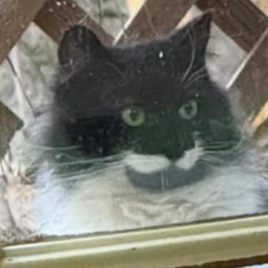 Enlarge Winnie Love, a Adoptable Domestic Long Hair in Cartersville, GA image 2/5