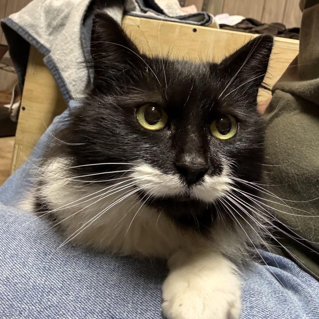 Enlarge Winnie Love, a Adoptable Domestic Long Hair in Cartersville, GA image 3/5