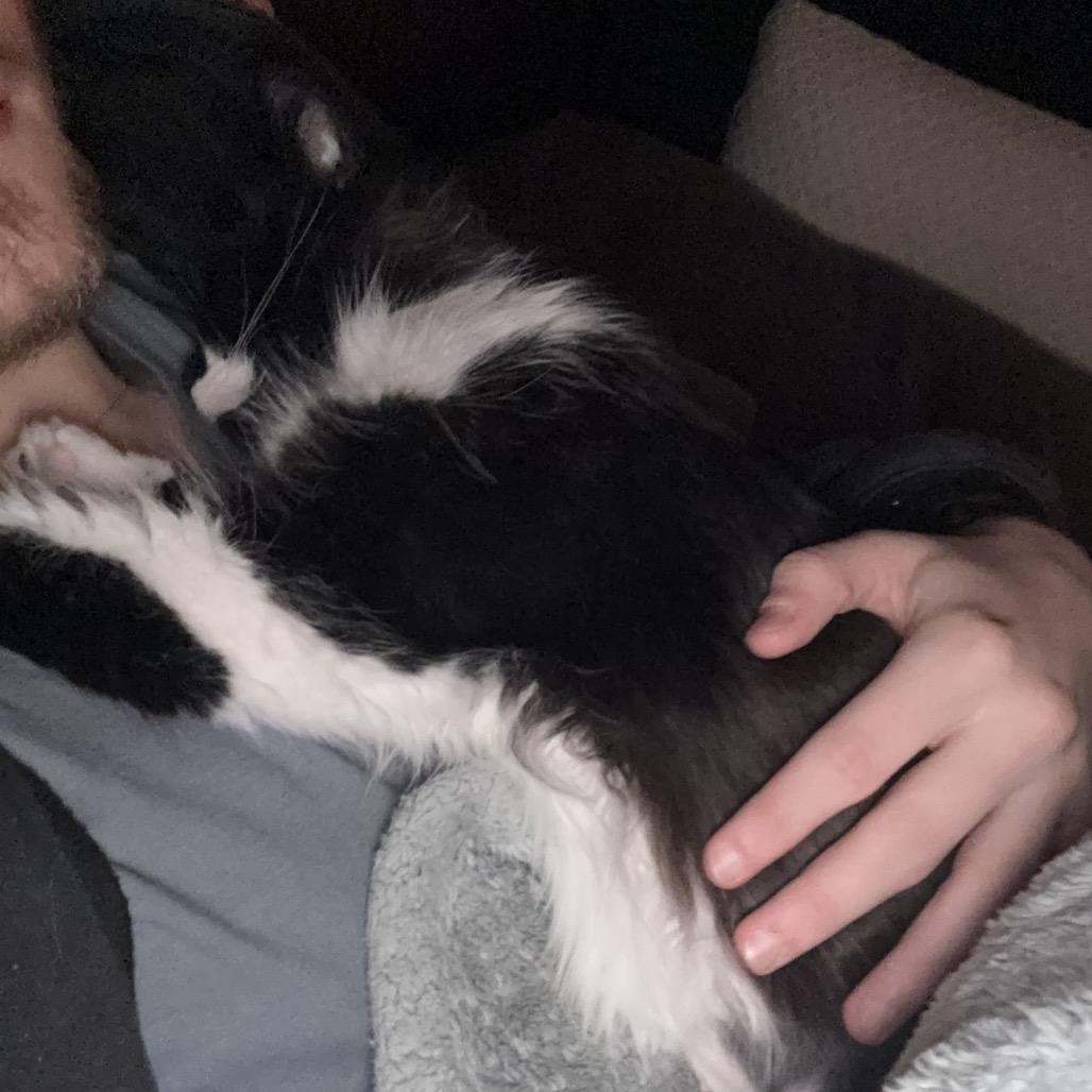 Enlarge Winnie Love, a Adoptable Domestic Long Hair in Cartersville, GA image 4/5