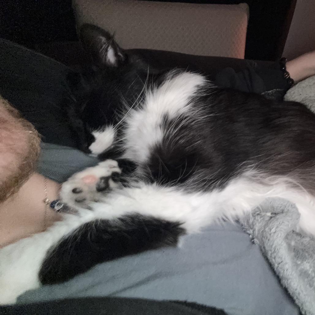 Enlarge Winnie Love, a Adoptable Domestic Long Hair in Cartersville, GA image 5/5