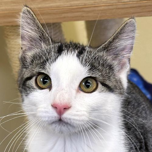 Lincoln, adopted, Kitten Male Domestic Short Hair.