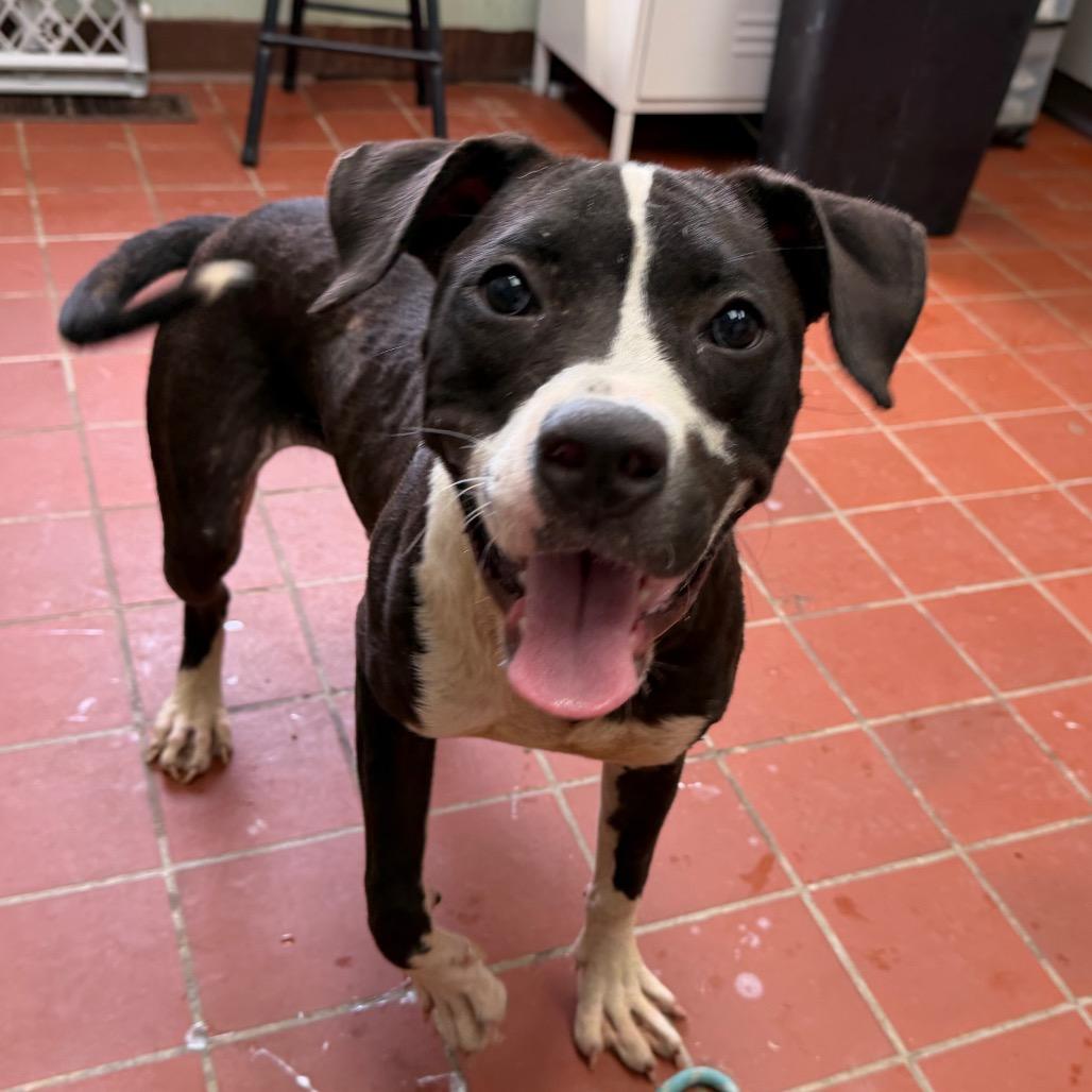 Macy, a Adoptable mixed breed in West Point, MS image 1/6