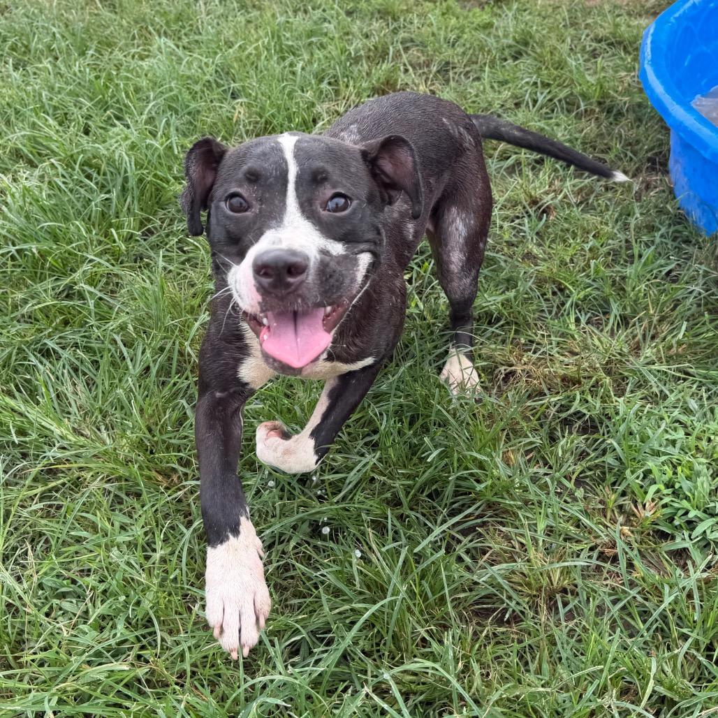 Macy, a Adoptable mixed breed in West Point, MS image 2/6