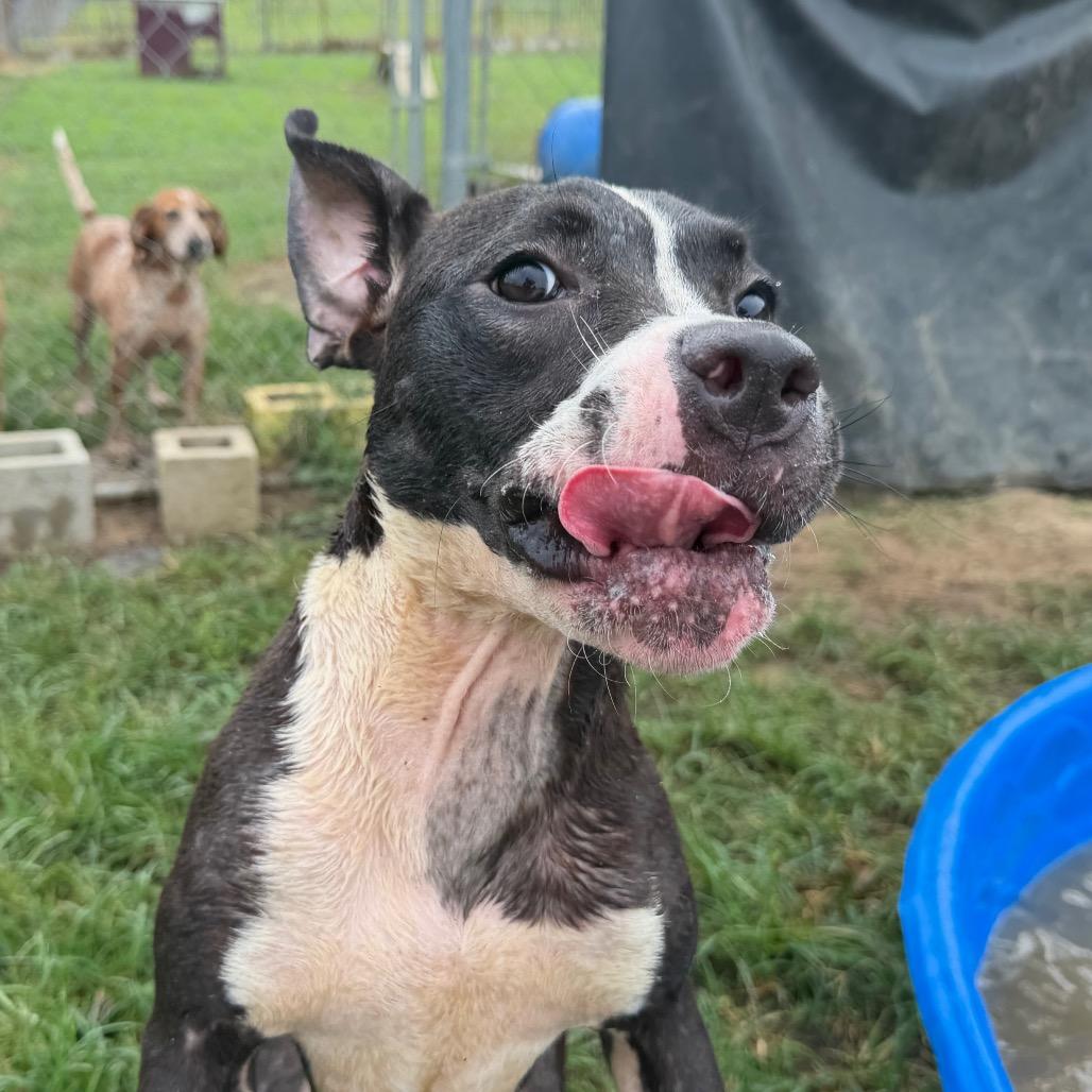 Macy, a Adoptable mixed breed in West Point, MS image 3/6