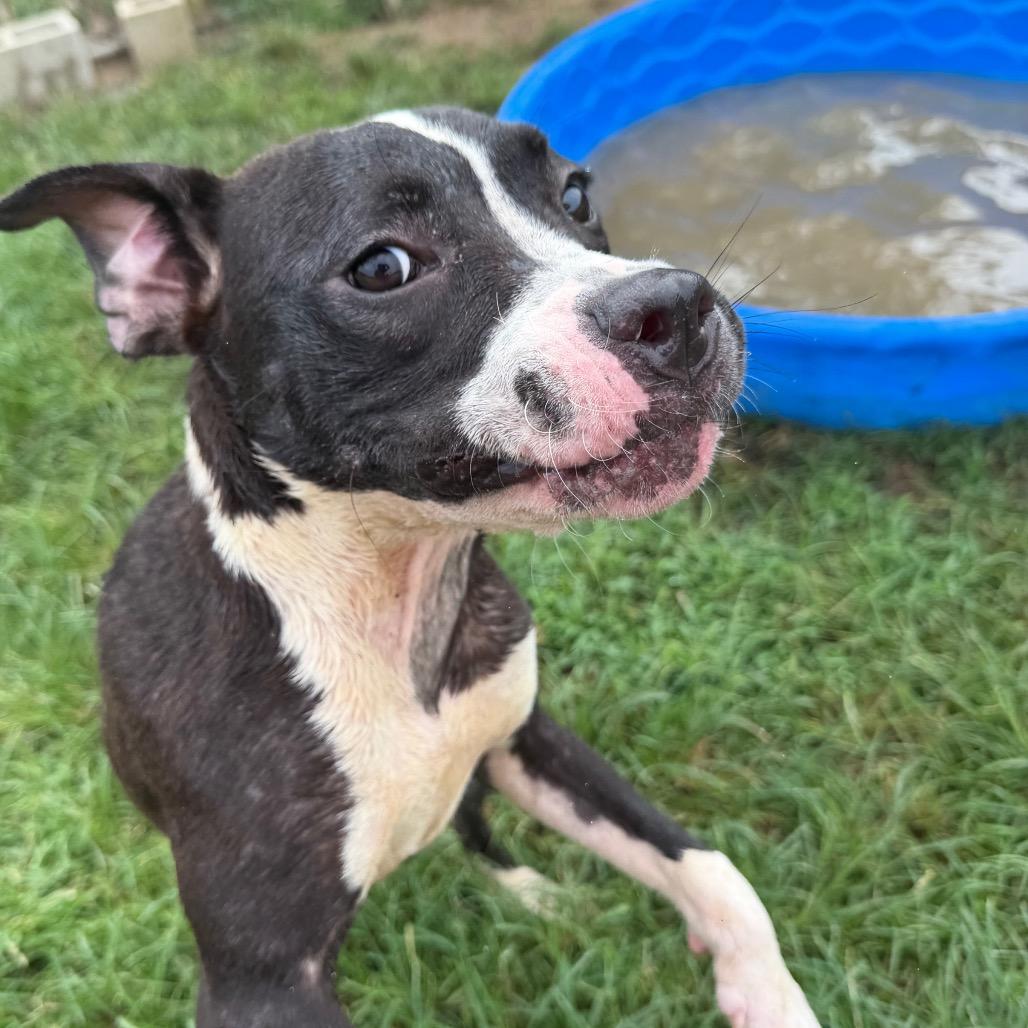 Macy, a Adoptable mixed breed in West Point, MS image 4/6