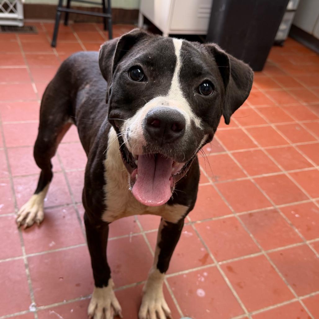 Macy, a Adoptable mixed breed in West Point, MS image 5/6