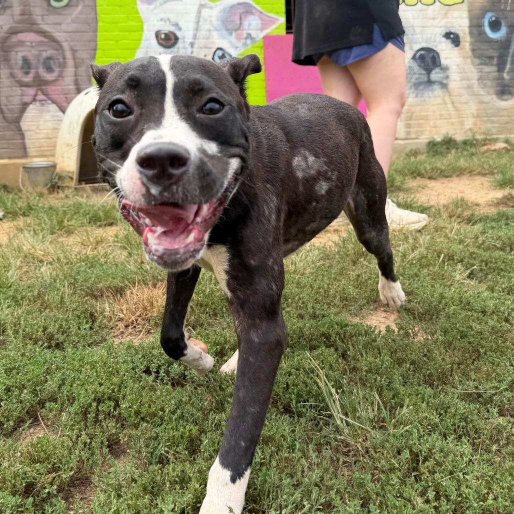 Macy, a Adoptable mixed breed in West Point, MS image 6/6