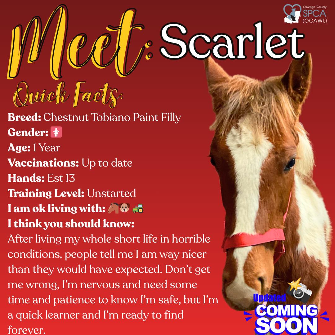 Enlarge Scarlet, a ADOPTABLE Paint / Pinto in Fulton, NY image 1/1