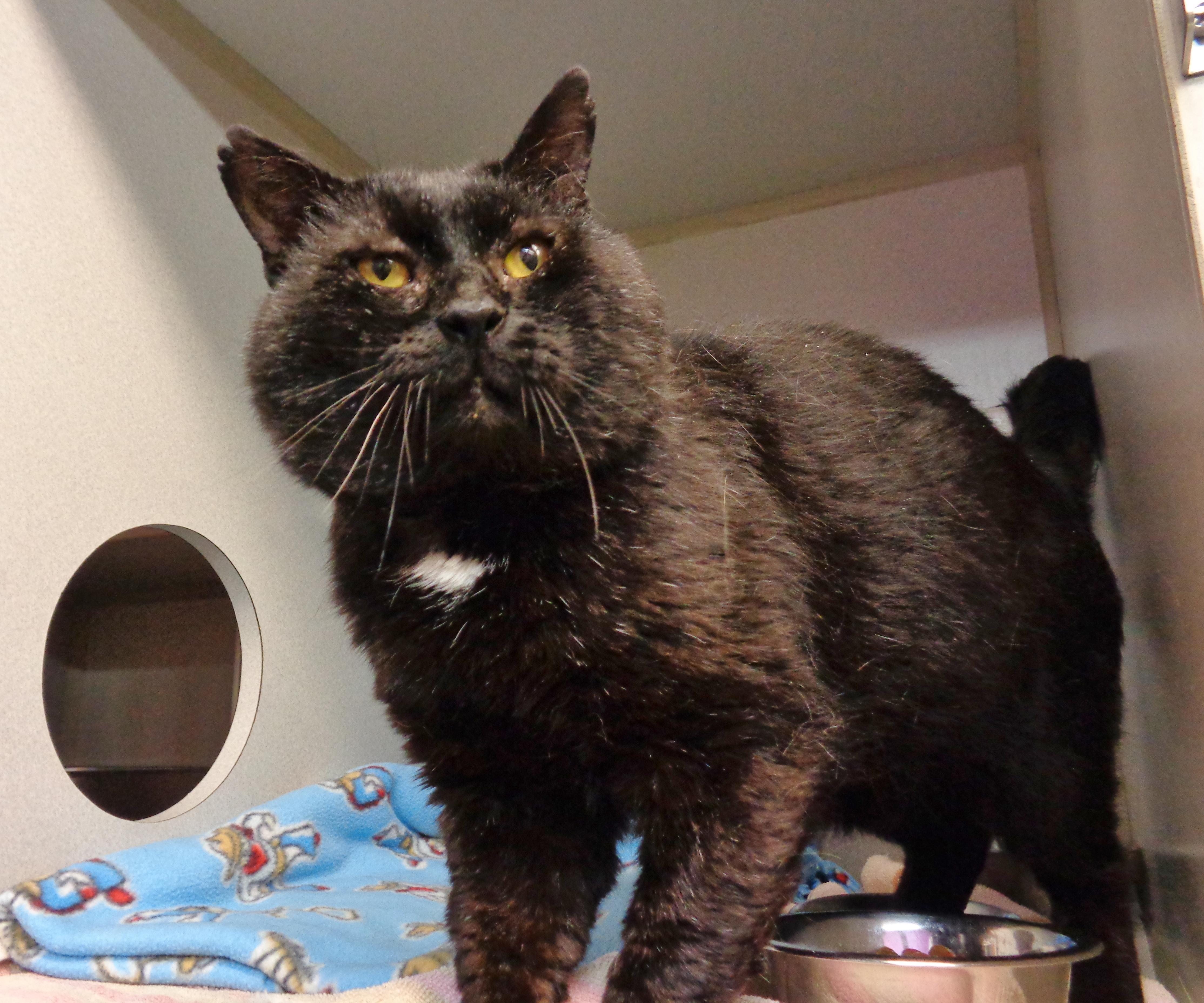 Enlarge SKIPIT, a ADOPTABLE Domestic Short Hair in Delhi, NY image 2/5