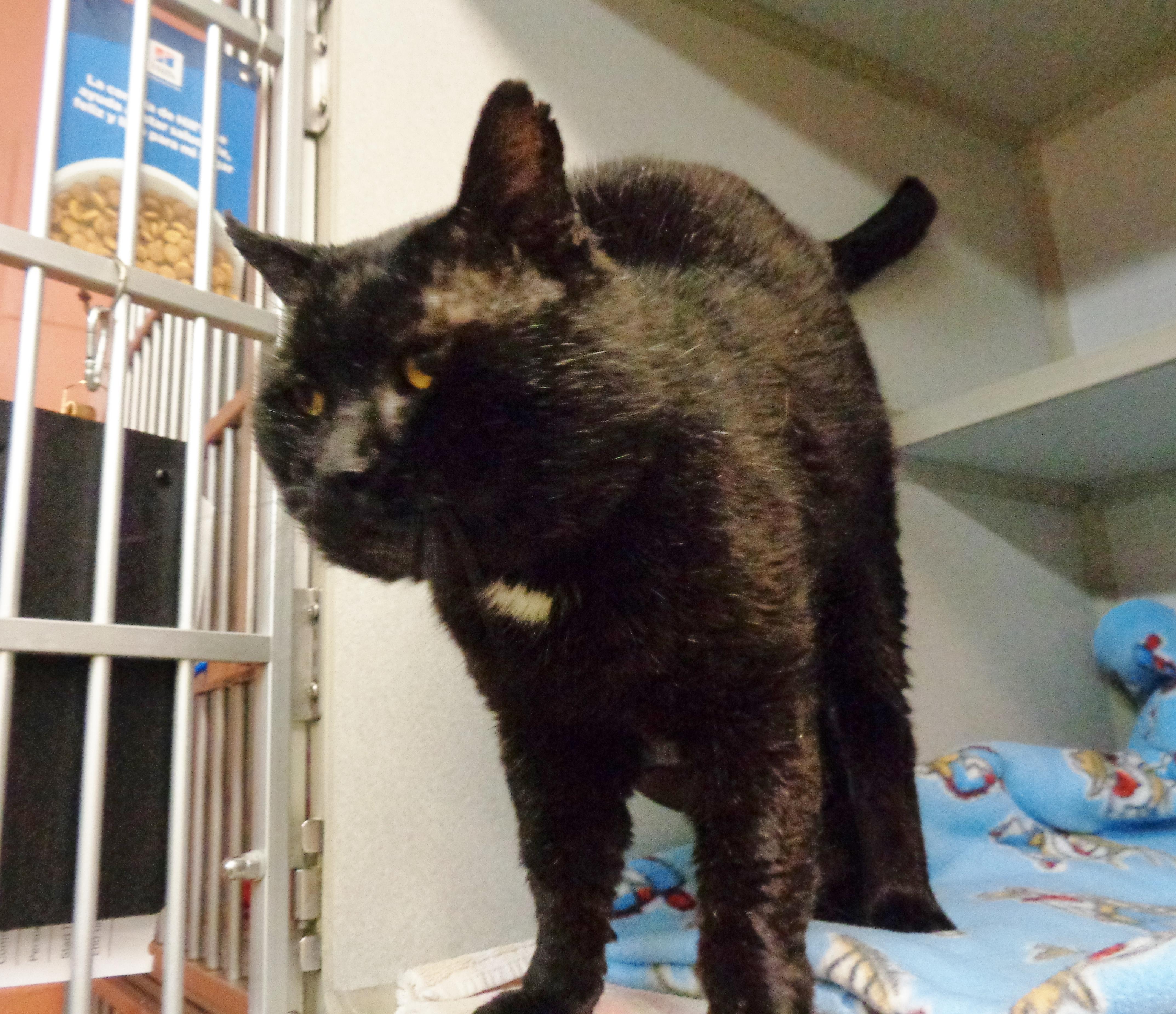 Enlarge SKIPIT, a ADOPTABLE Domestic Short Hair in Delhi, NY image 4/5