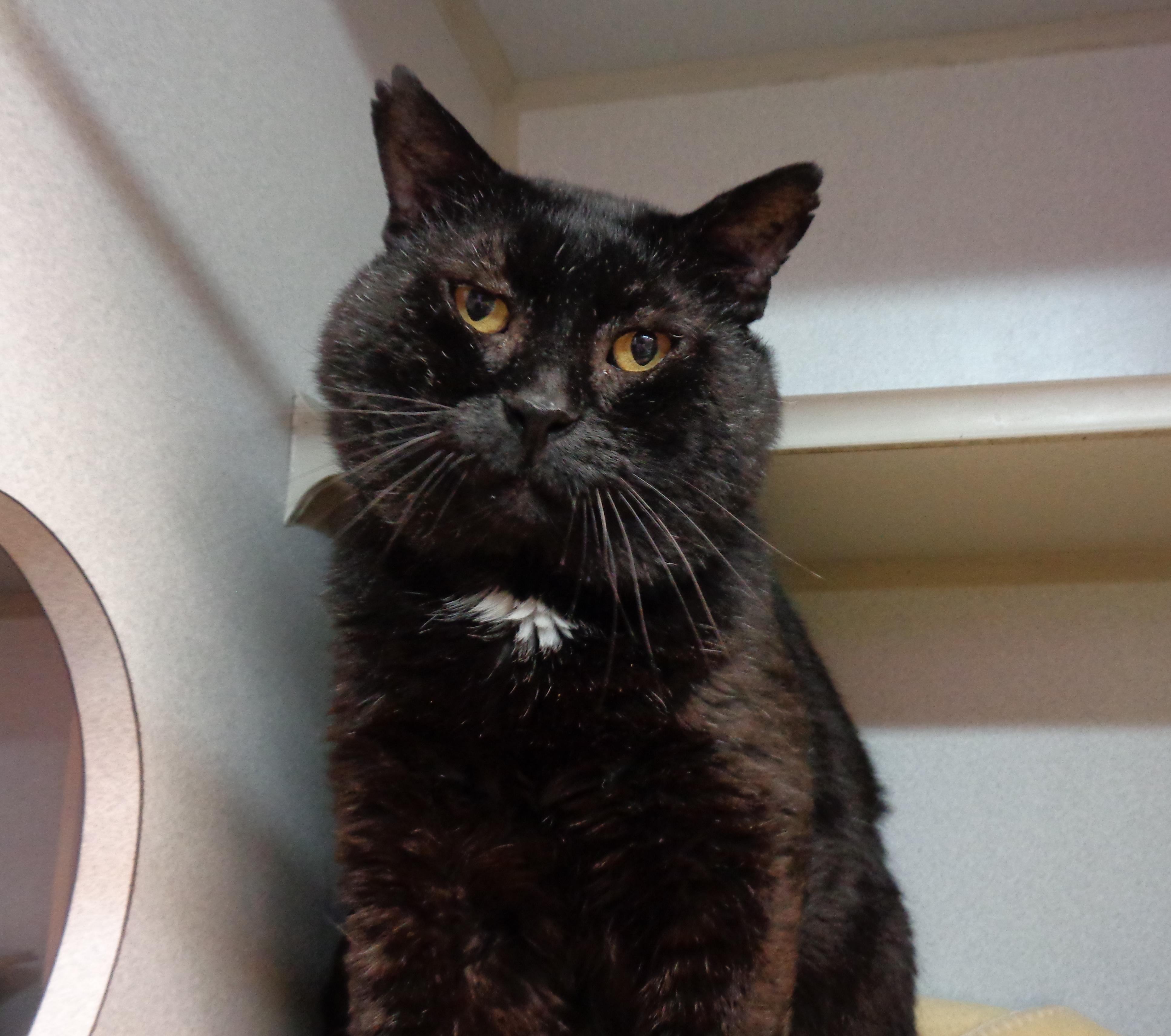 Enlarge SKIPIT, a ADOPTABLE Domestic Short Hair in Delhi, NY image 1/5