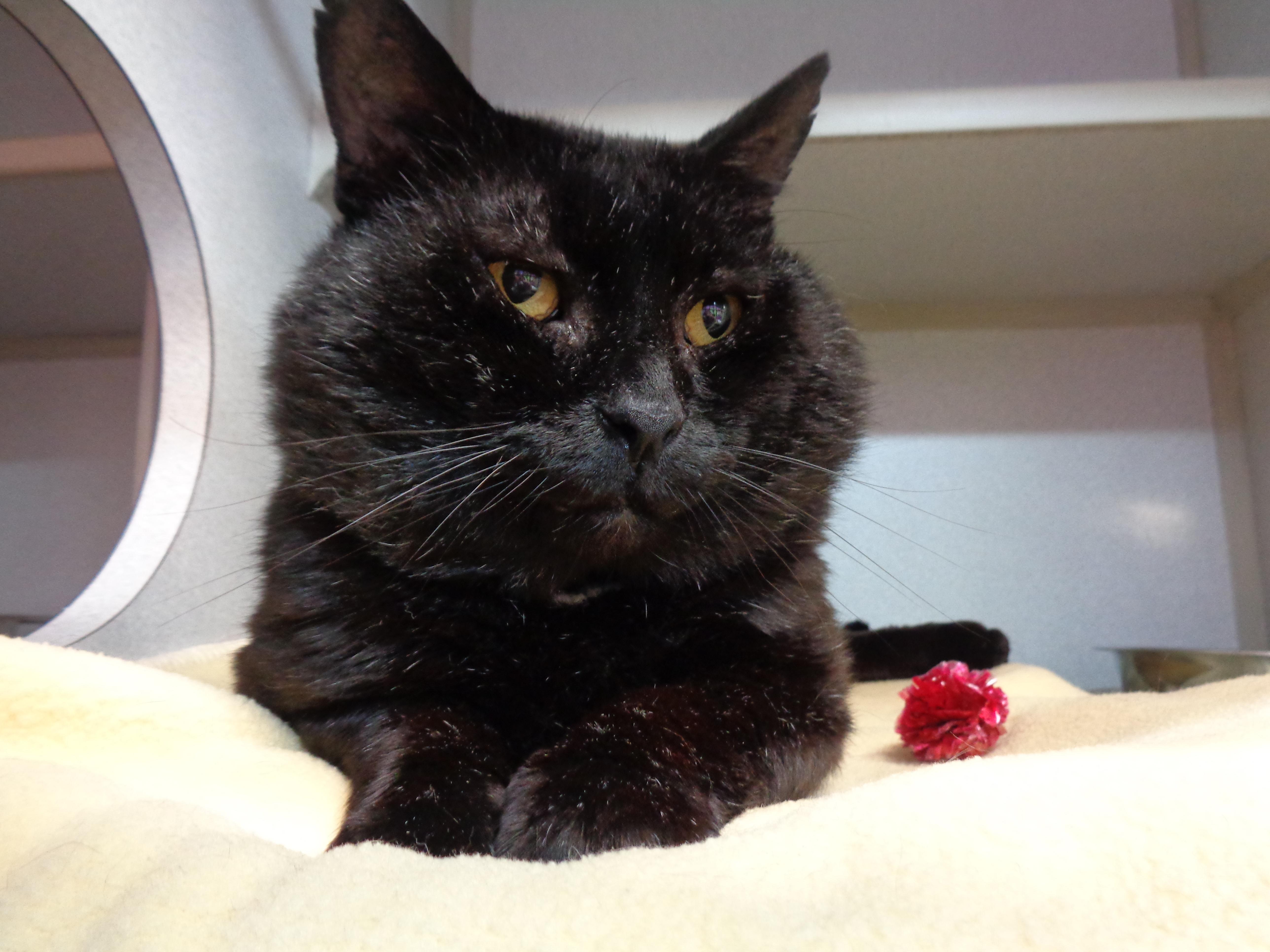Enlarge SKIPIT, a ADOPTABLE Domestic Short Hair in Delhi, NY image 5/5
