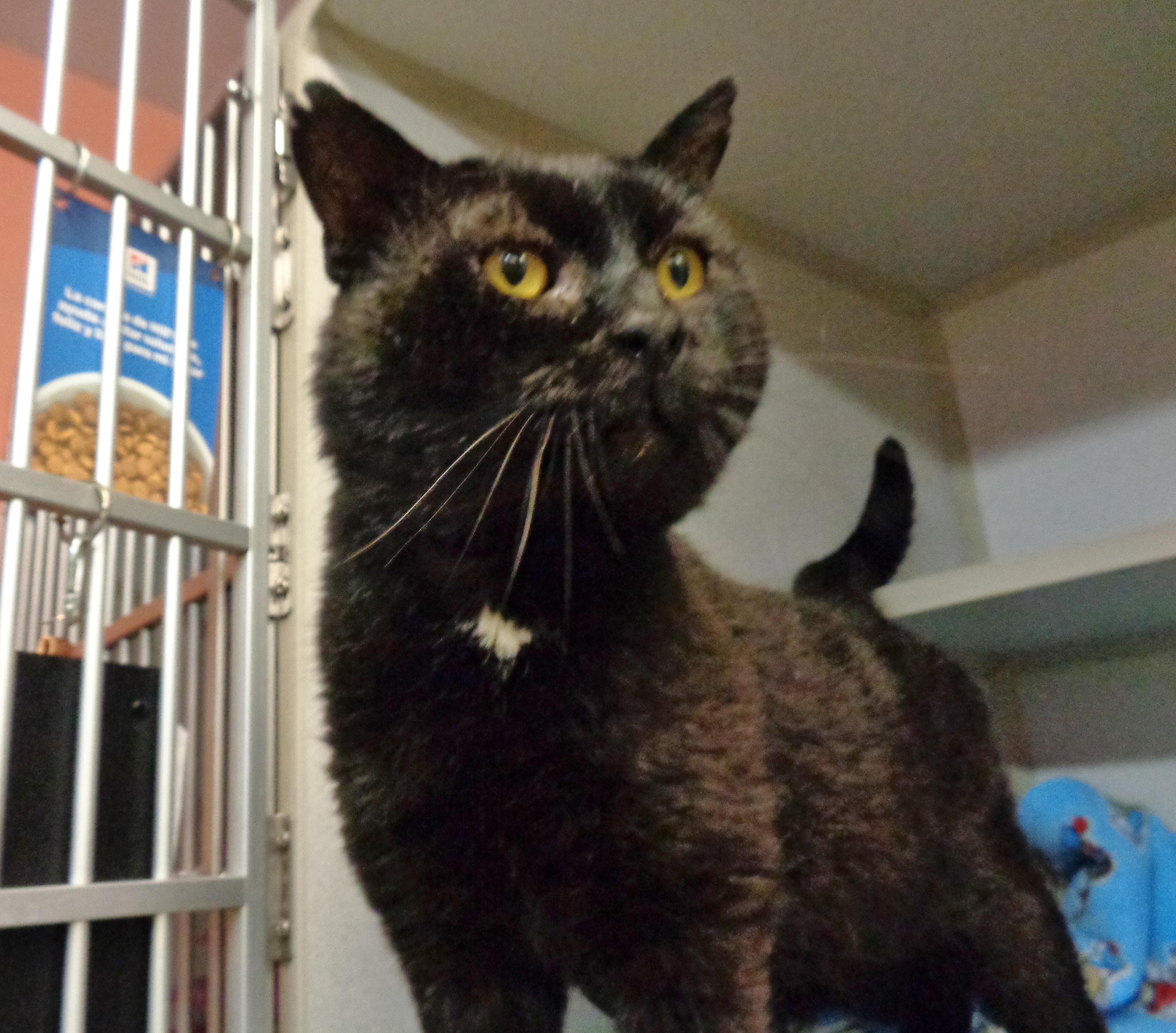 Enlarge SKIPIT, a ADOPTABLE Domestic Short Hair in Delhi, NY image 3/5