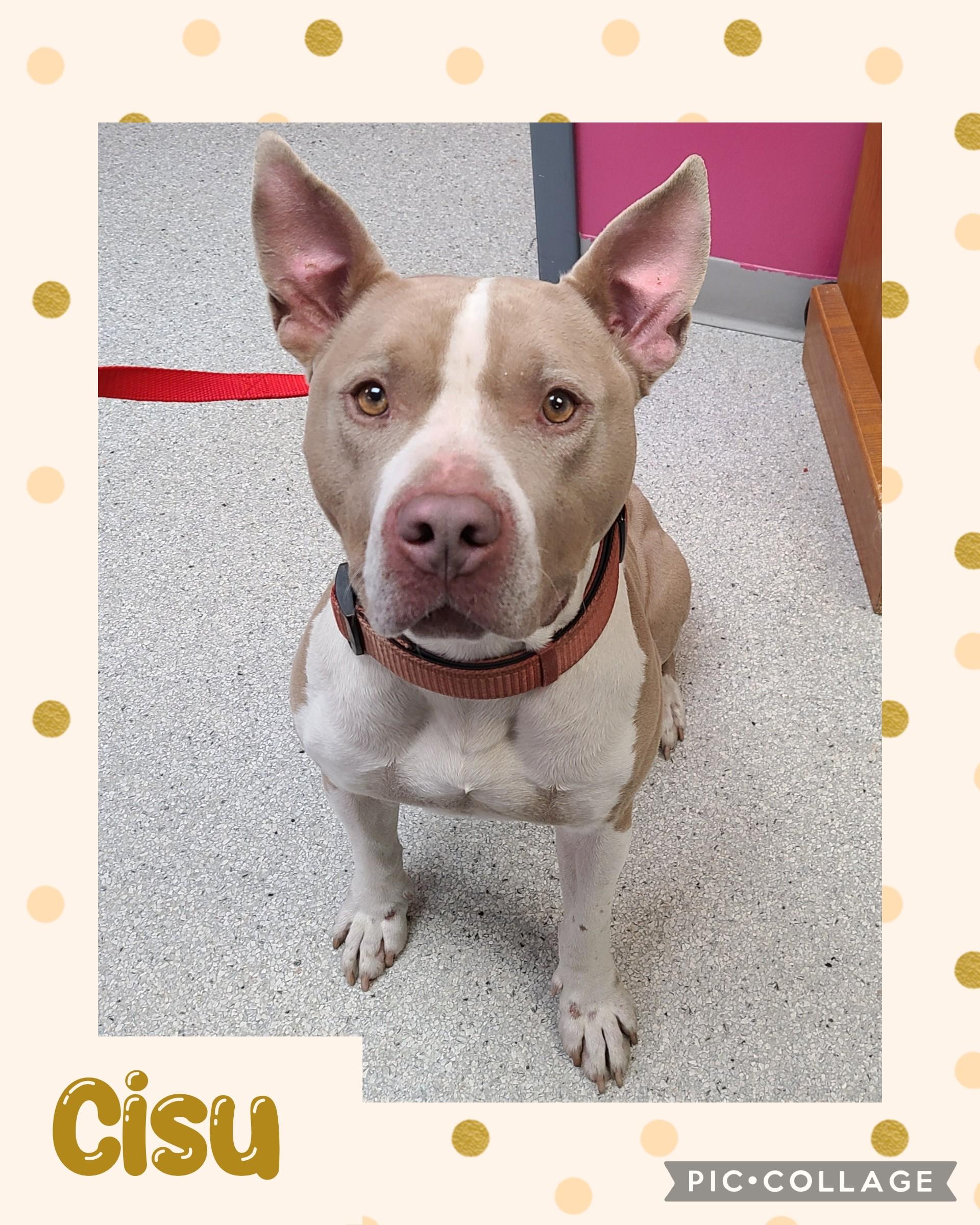 Cisu, ADOPTABLE, Adult Male Pit Bull Terrier.