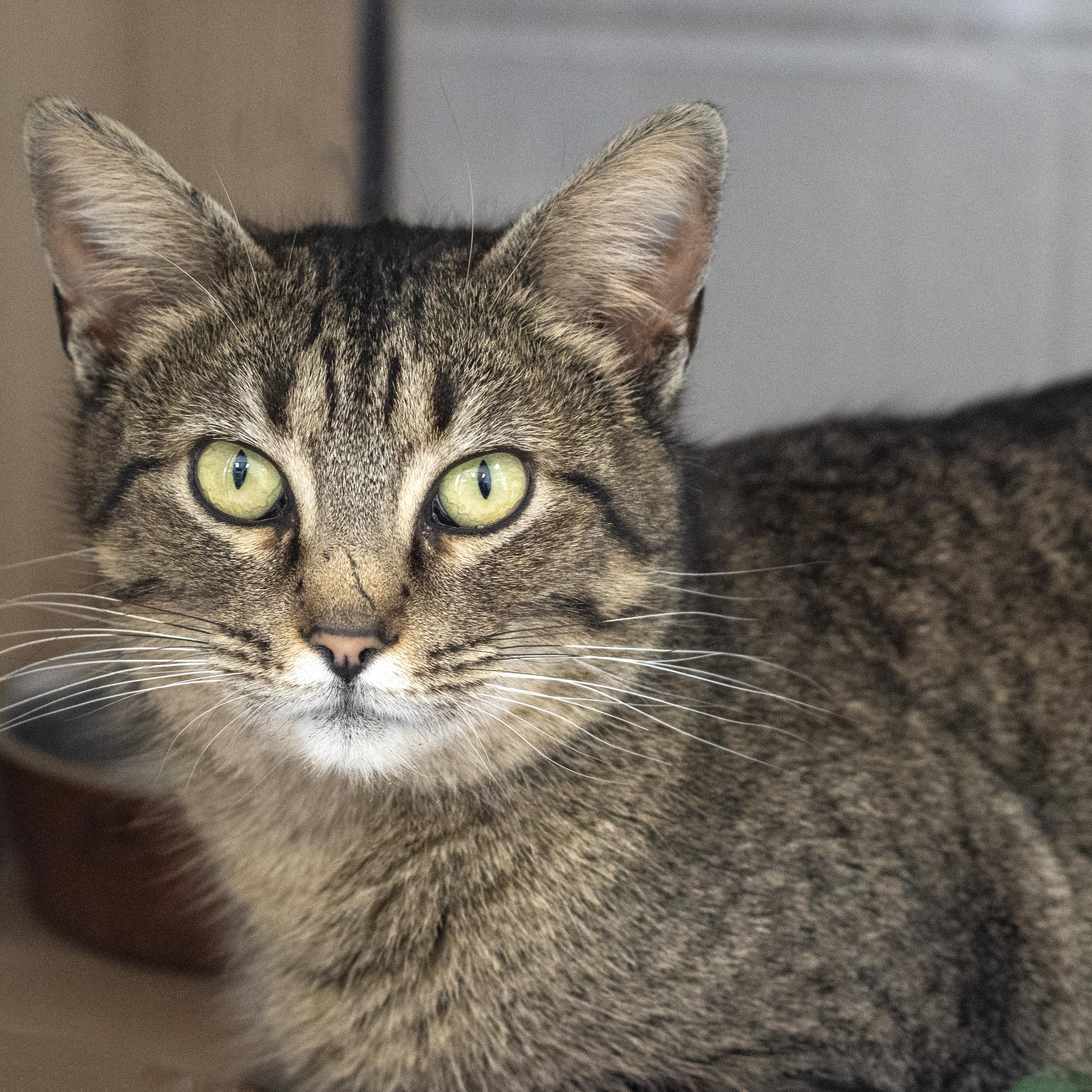 Enlarge Cheerio, an adopted Domestic Short Hair in Pontiac, MI image 1/1