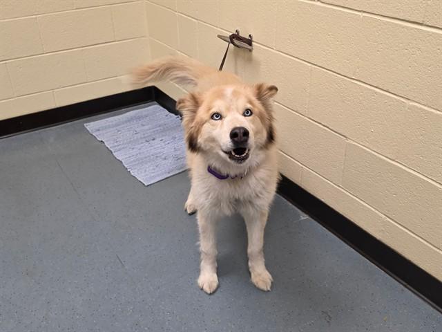 Enlarge ELLA, a Adoptable mixed breed in Denver, CO image 1/1