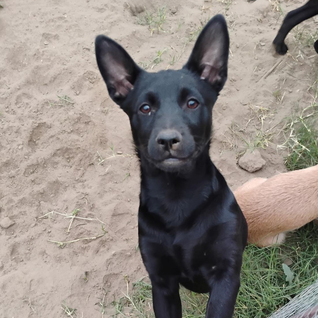 Enlarge Sombra, a ADOPTABLE mixed breed in Seal Beach, CA image 6/6