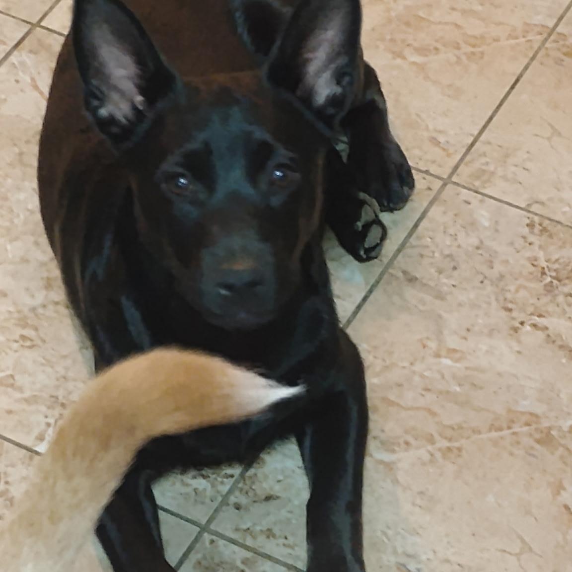 Sombra, ADOPTABLE, Young Male German Shepherd Dog.