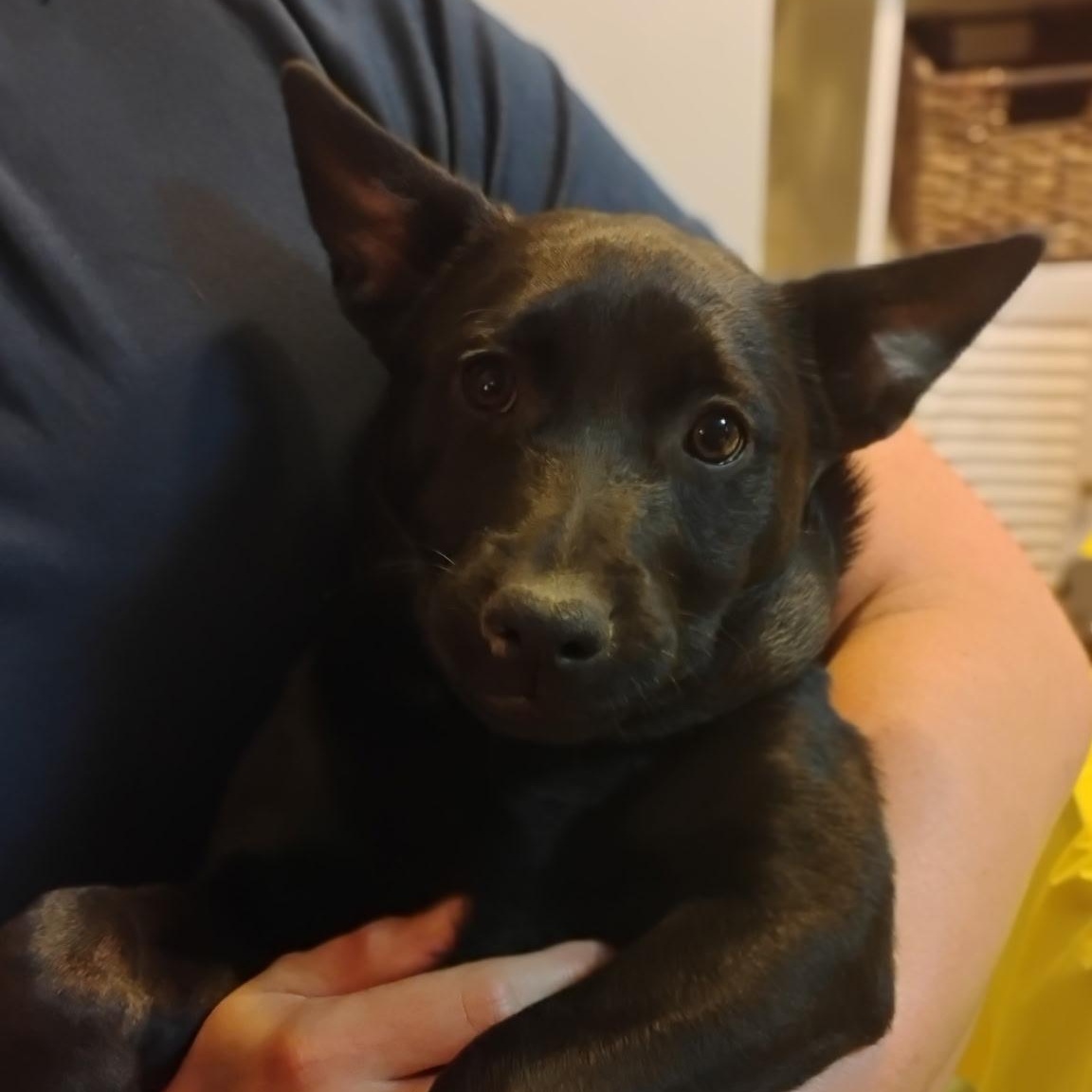 Enlarge Sombra, a ADOPTABLE mixed breed in Seal Beach, CA image 2/6