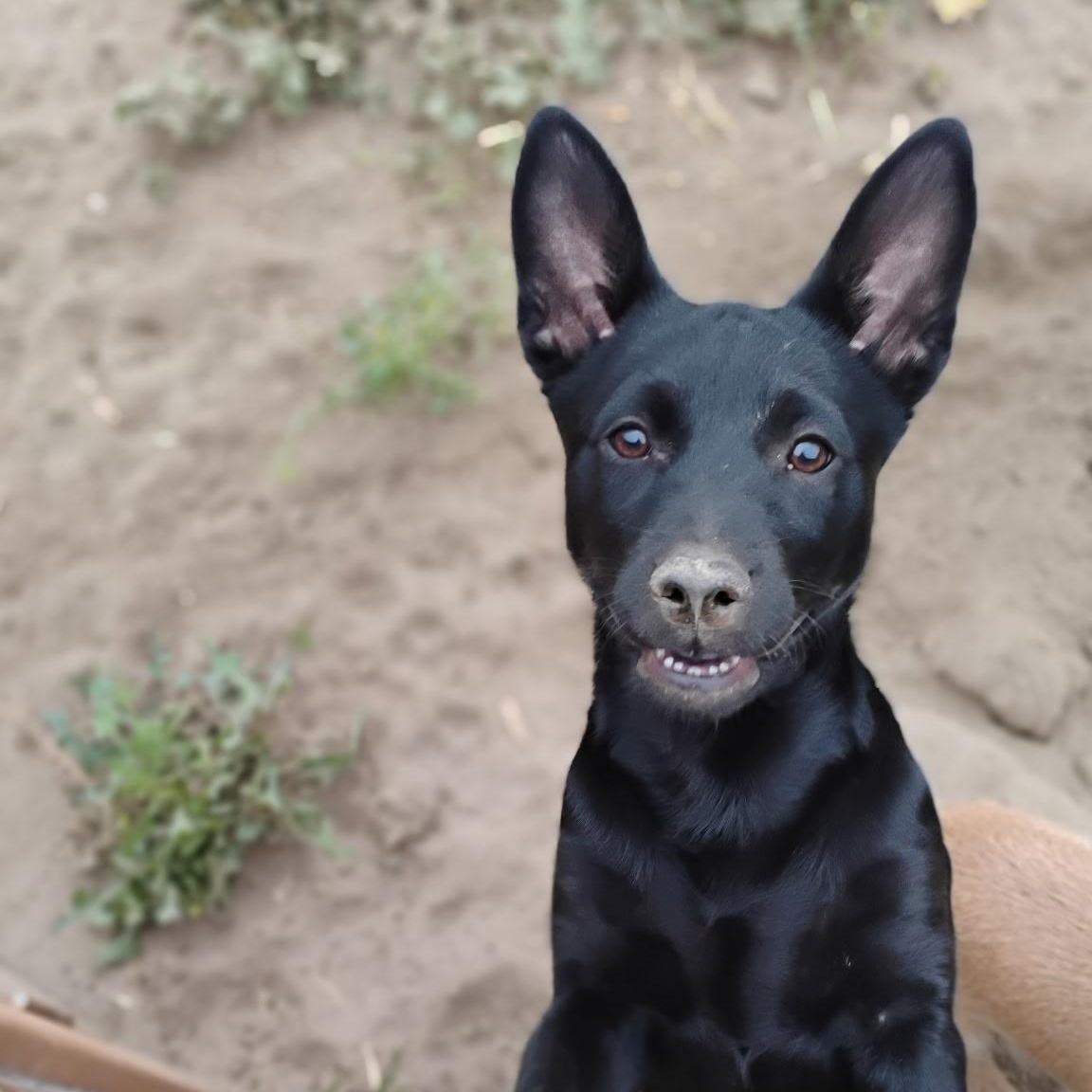 Enlarge Sombra, a ADOPTABLE mixed breed in Seal Beach, CA image 5/6